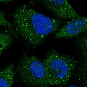 Anti-ARL14EP antibody produced in rabbit 