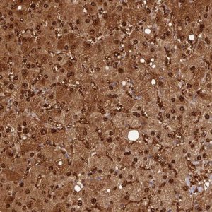 Anti-ARL17A antibody produced in rabbit 