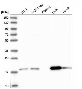 Anti-ARL17A antibody produced in rabbit 