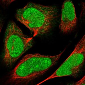 Anti-ARL2 antibody produced in rabbit 