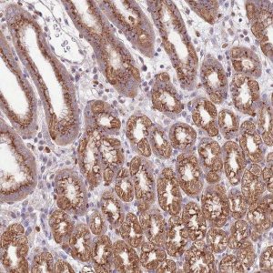 Anti-ARL2BP antibody produced in rabbit 