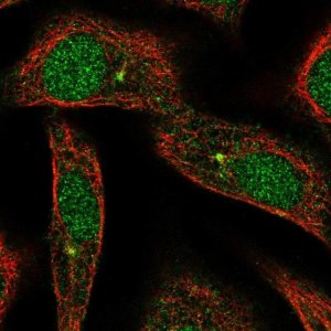 Anti-ARL3 antibody produced in rabbit 