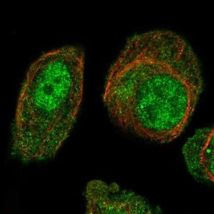 Anti-ARL4A antibody produced in rabbit 