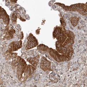 Anti-ARL5A antibody produced in rabbit 
