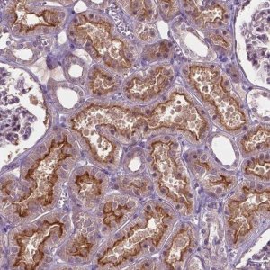 Anti-ARL5C antibody produced in rabbit 