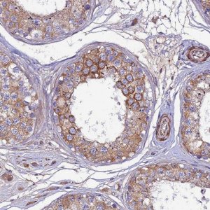 Anti-ARL6IP1 antibody produced in rabbit 