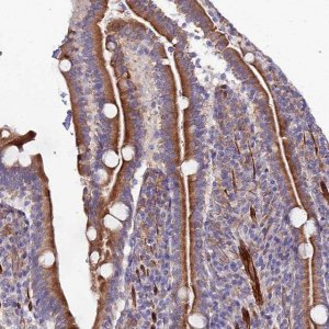 Anti-ARL6IP1 antibody produced in rabbit 