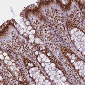 Anti-ARL6IP4 antibody produced in rabbit 