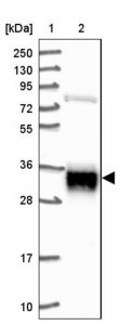 Anti-ARL6IP4 antibody produced in rabbit 