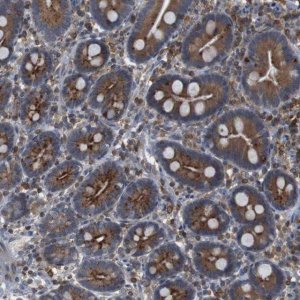 Anti-ARL6IP5 antibody produced in rabbit 