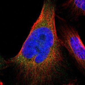 Anti-ARL6IP5 antibody produced in rabbit 