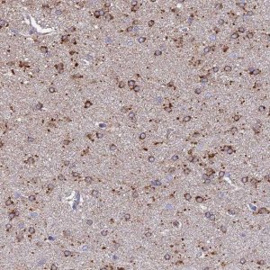 Anti-ARL8A antibody produced in rabbit 