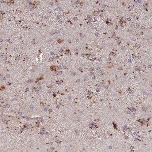 Anti-ARL8A antibody produced in rabbit HPA045924-100UL