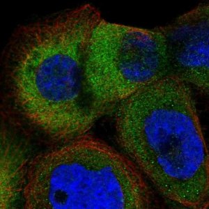 Anti-ARMC6 antibody produced in rabbit 