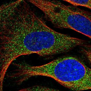 Anti-ARMC7 antibody produced in rabbit 