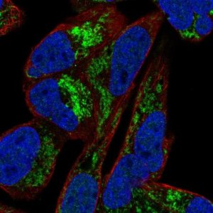 Anti-ARMCX1 antibody produced in rabbit 
