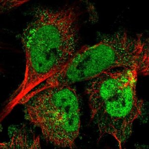 Anti-ARMCX3 antibody produced in rabbit 