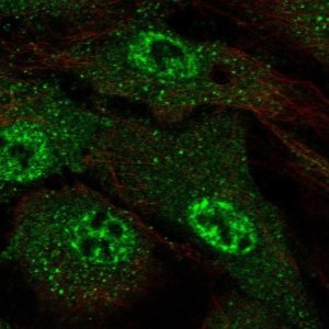 Anti-ARMCX4 antibody produced in rabbit 