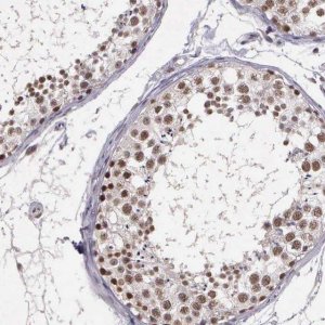 Anti-ARMCX5 antibody produced in rabbit 