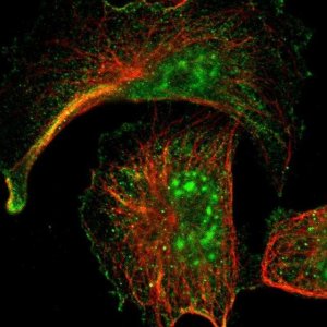 Anti-ARMCX5 antibody produced in rabbit 