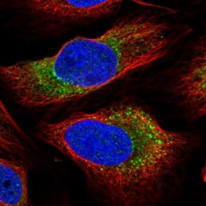 Anti-ARMCX6 antibody produced in rabbit 