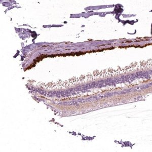 Anti-ARMS2 antibody produced in rabbit 