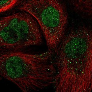 Anti-ARNTL antibody produced in rabbit 