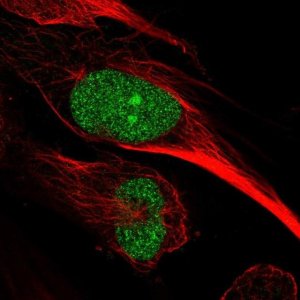 Anti-ARNTL2 antibody produced in rabbit 
