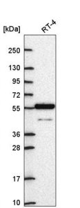 Anti-ARNTL2 antibody produced in rabbit 