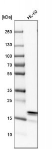 Anti-ARPC3 antibody produced in rabbit 