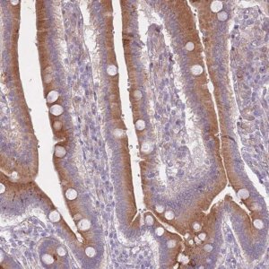 Anti-ARPIN antibody produced in rabbit HPA040513-100UL