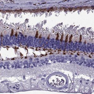 Anti-ARR3 antibody produced in rabbit 