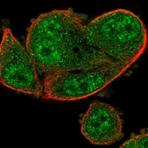 Anti-ARRDC2 antibody produced in rabbit 