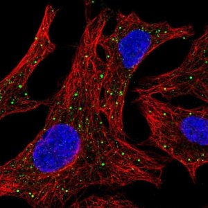 Anti-ARSD antibody produced in rabbit 