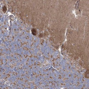 Anti-ARSJ antibody produced in rabbit HPA036481-100UL