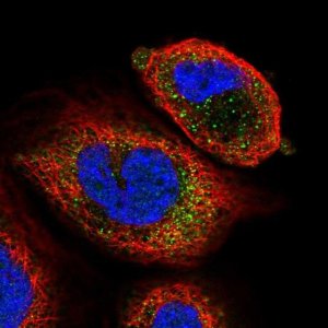 Anti-ARSK antibody produced in rabbit 