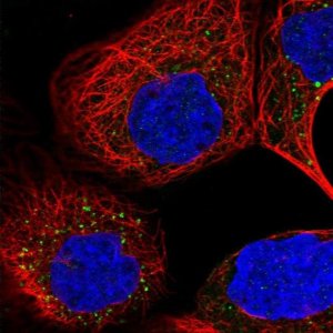 Anti-ARV1 antibody produced in rabbit 