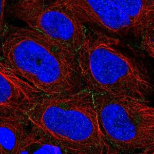 Anti-ARVCF antibody produced in rabbit 