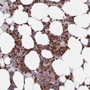 Anti-ASAP1 antibody produced in rabbit 
