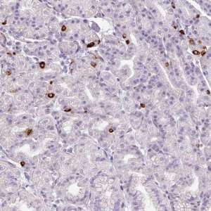 Anti-ASB1 antibody produced in rabbit 