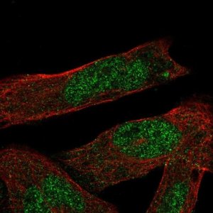 Anti-ASB1 antibody produced in rabbit 