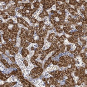 Anti-ASB12 antibody produced in rabbit 