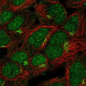 Anti-ASB13 antibody produced in rabbit 