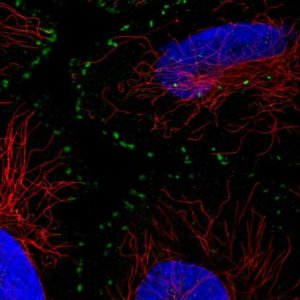 Anti-ASB16 antibody produced in rabbit 