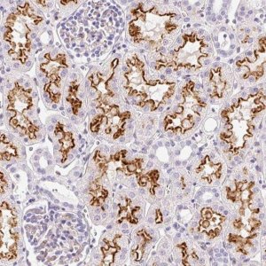 Anti-ASB4 antibody produced in rabbit 