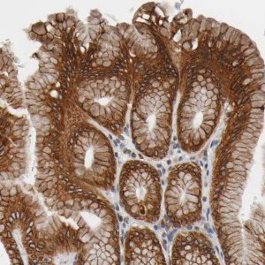Anti-ASB6 antibody produced in rabbit 