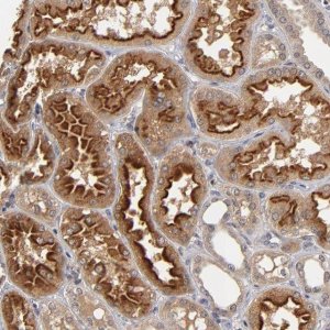 Anti-ASB8 antibody produced in rabbit 