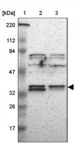 Anti-ASB8 antibody produced in rabbit 