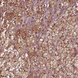 Anti-ASCC2 antibody produced in rabbit 