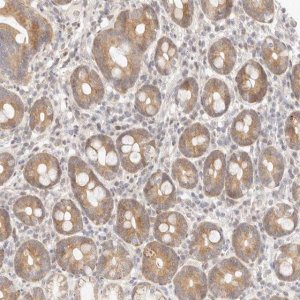 Anti-ASCL3 antibody produced in rabbit 